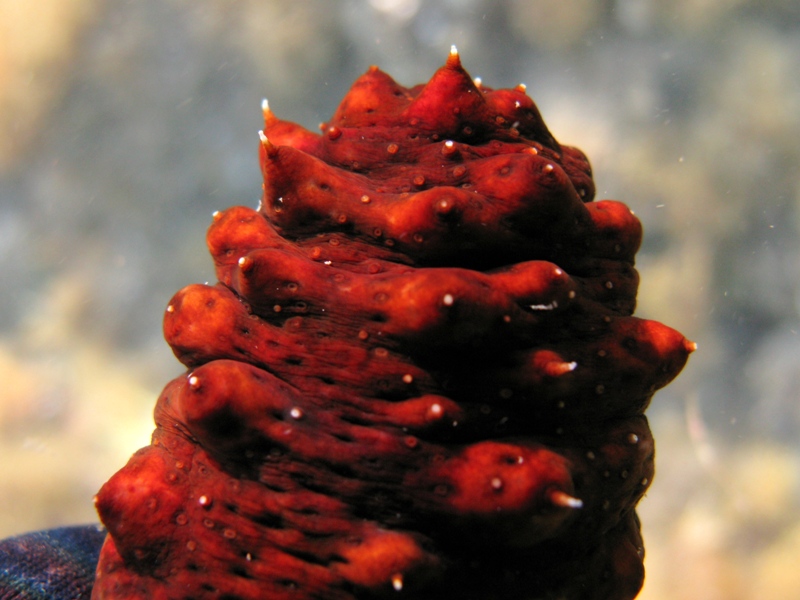 Confronti: Holothuria forskali, Holothuria poli, H. tubulosa